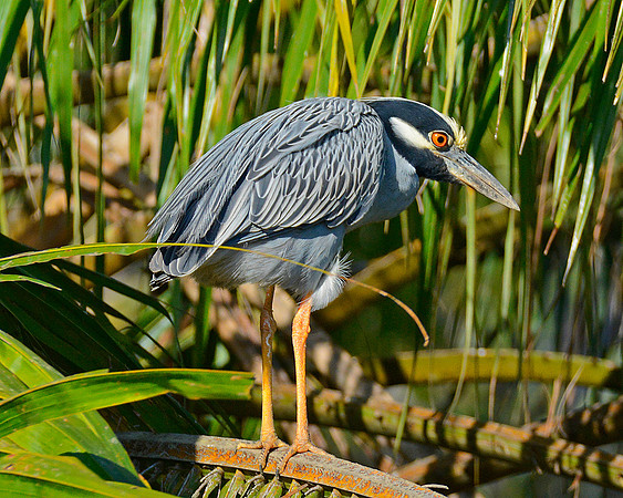 Yellow Crowned Night Heron 5