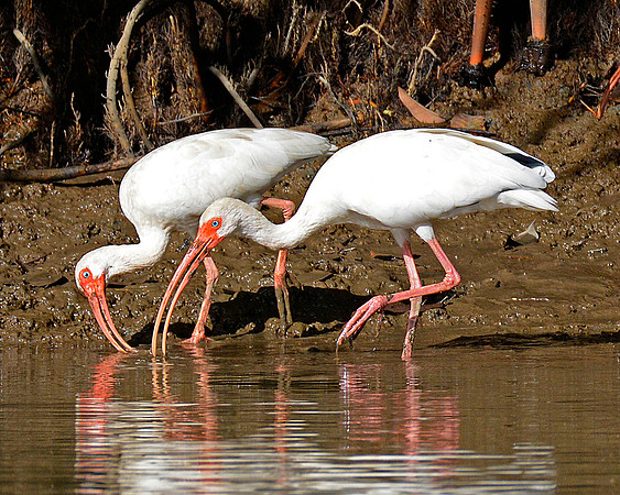 White Ibises 3