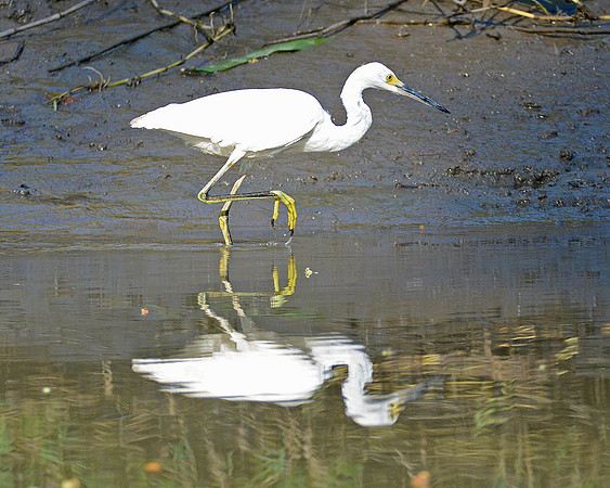 Little Blue Heron Immature