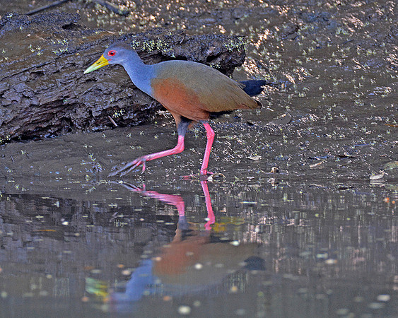 Gray Necked Wood Rail 3