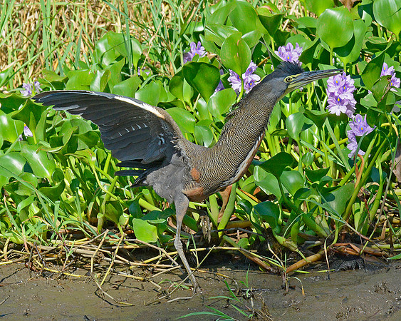Bare Throated Tiger Heron 4