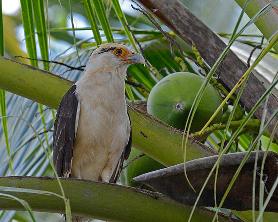 Yellow Headed Caracara 2