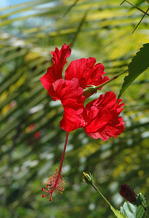 Red Hibiscus