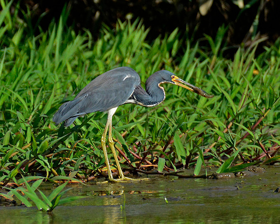 Tri Colored Heron 2