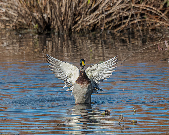 Mallard Wings