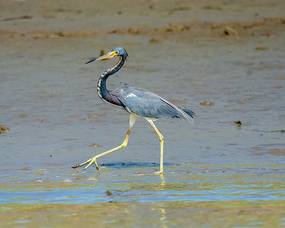 Tricolored Heron Dancing