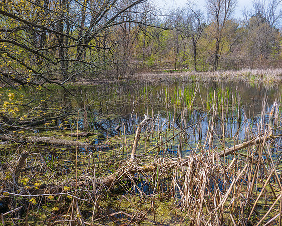 Kettle Pond