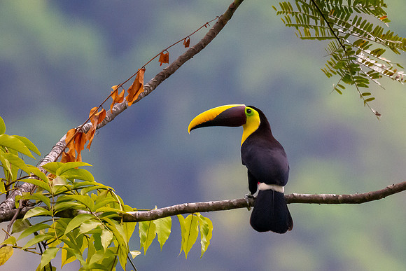 Toucan Framed