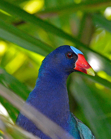Purple Gallinule 3
