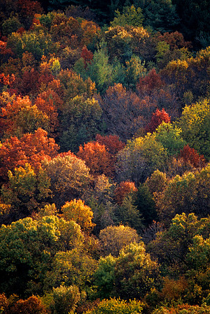 Fall Glow