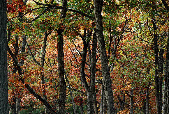 Hoyt Park