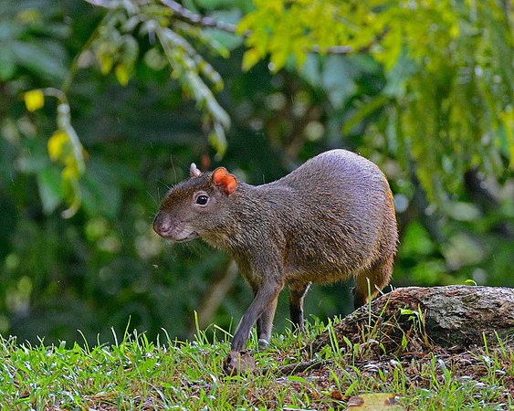 Agouti 2