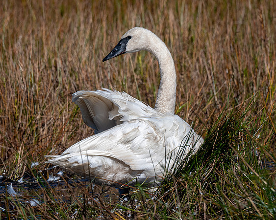 Trumpeter Swan