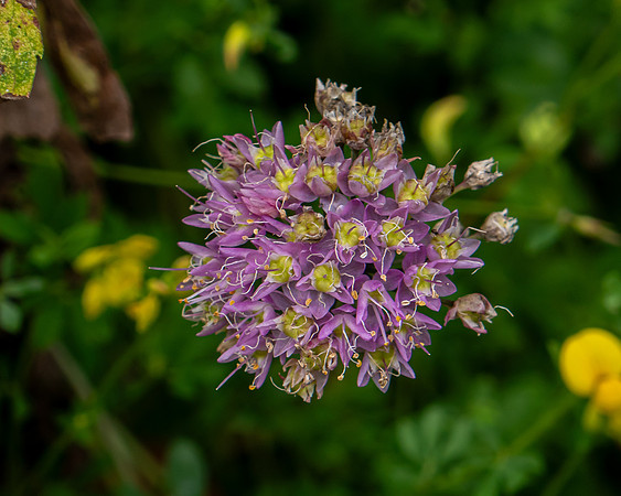 Purple Burst