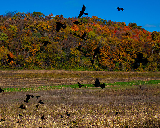 Fall Flight