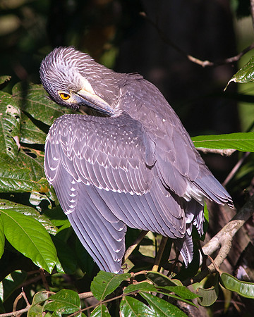 Yellow Crowned Night Heron Immature