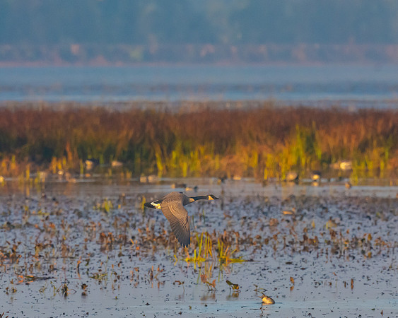 Mississippi Goose