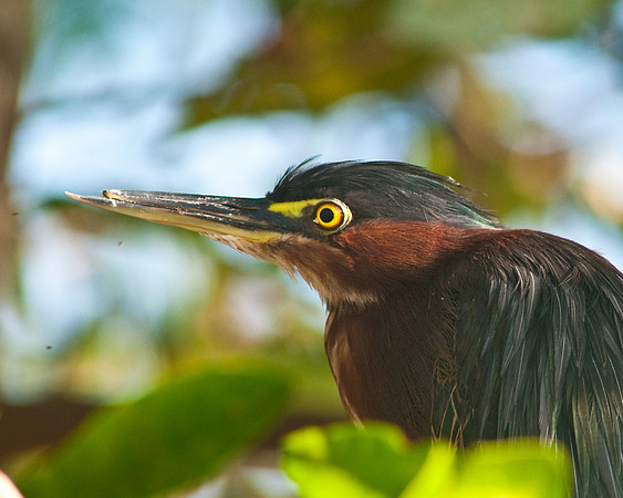 Green Heron Closeup