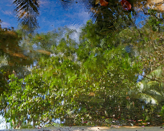 Jungle Reflection