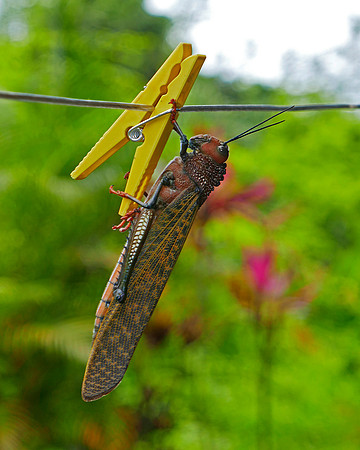 Giant Grasshopper
