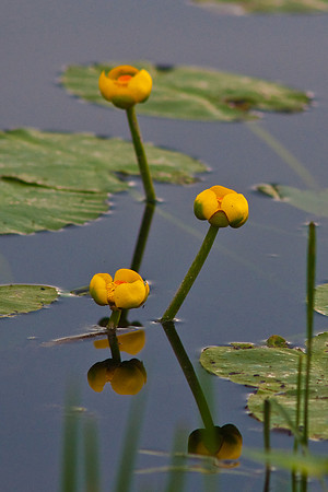 Water Lilies