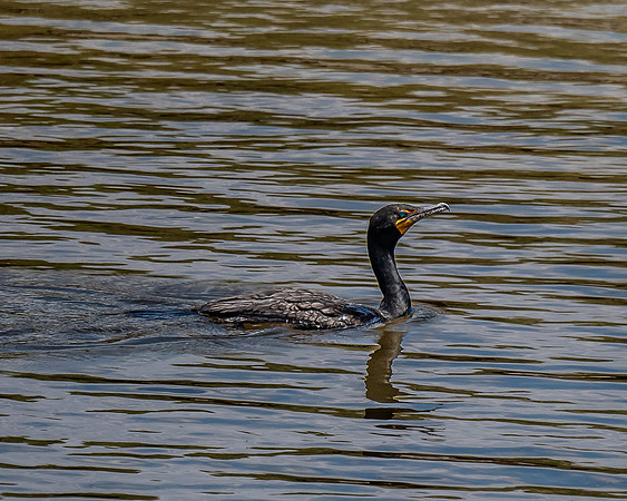 Double Crested Cormorant