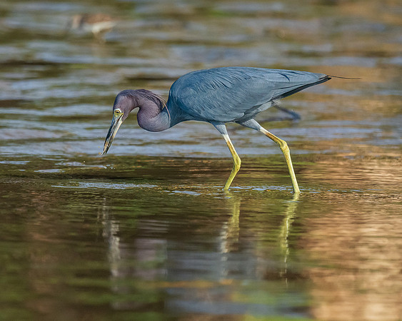 Little Blue Heron 3